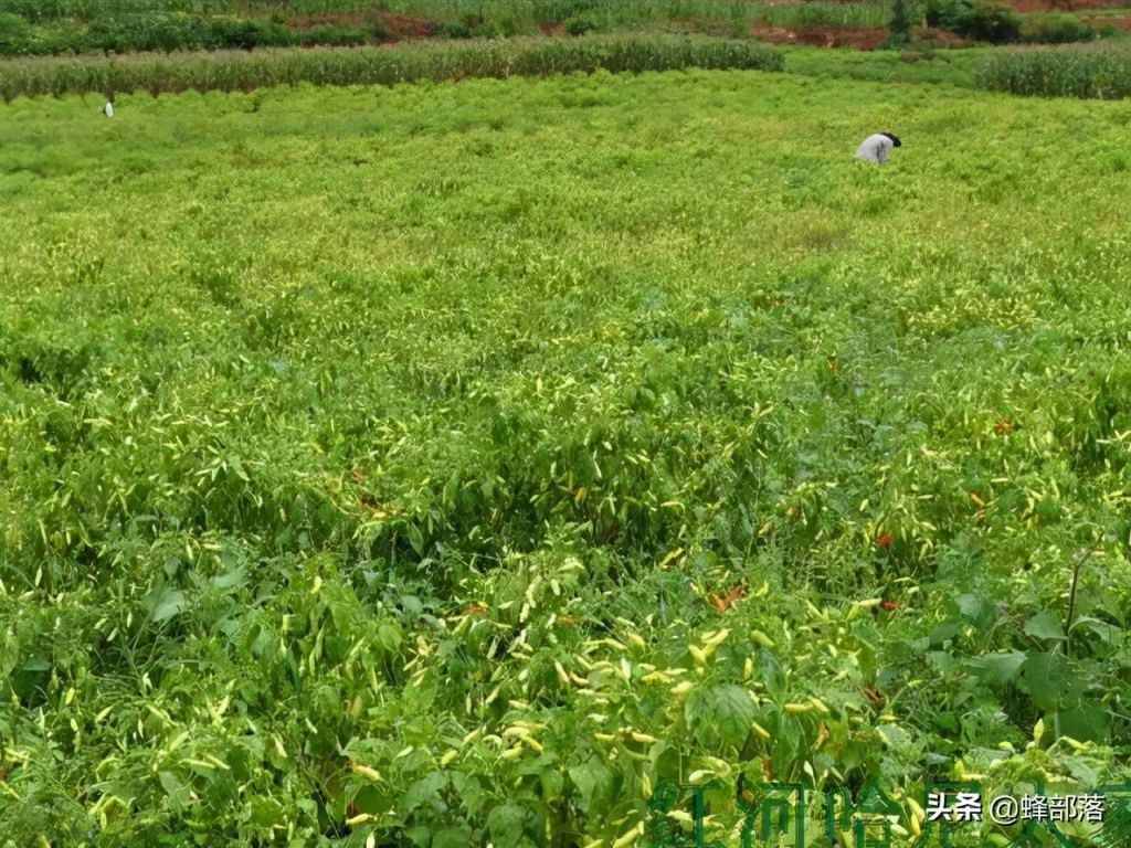 种植业什么最赚钱最有前景?（推荐3种亩产收入上万元农作物）