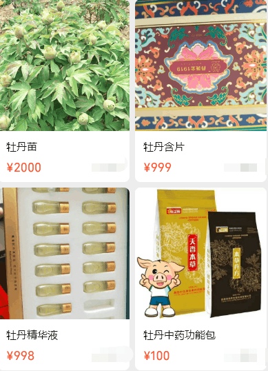 图片[6]-种植牡丹花：利润很吓人，农村种植项目，年赚几十万！-阿灿说钱