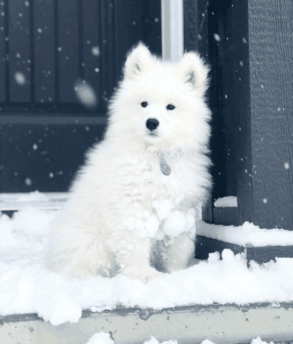 狐狸犬的品种及图片：这四种狗狗都属于狐狸犬，最后一种美的不像话！