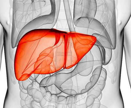 肝脏位置图，有什么功能？一次性告诉你