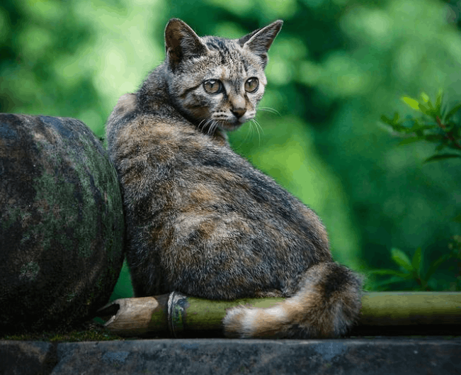 四川简州猫咪特点，曾是“古代御猫”，如今为何这么少人养？