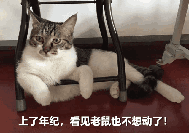 四川简州猫咪特点，曾是“古代御猫”，如今为何这么少人养？