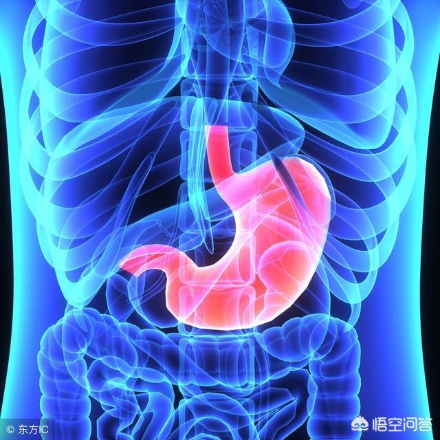 胃在哪个位置图（胃在人体的什么地方?）