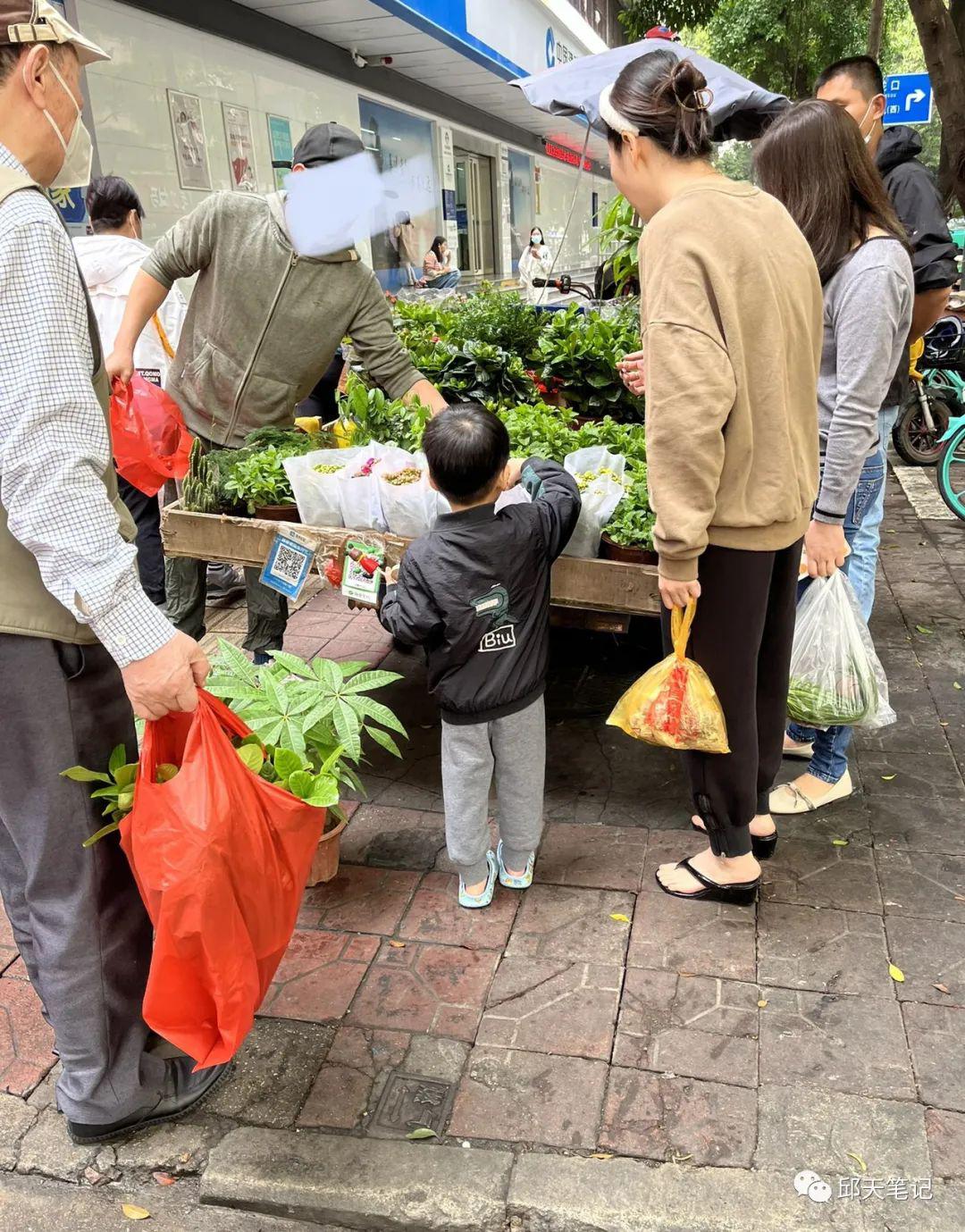 图片[1]-致富第一步，摆摊卖花卉绿植盆栽生意火-阿灿说钱