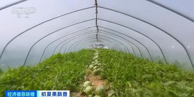 榴莲自由来了？昆明榴莲部分一斤跌破10元